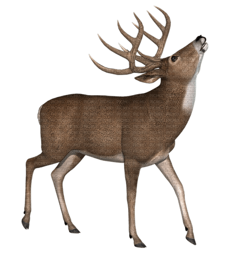 Deer - zadarmo png