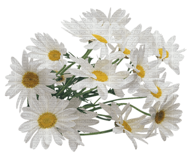 Flowers white bp - besplatni png