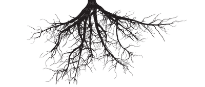 tree roots - 免费PNG