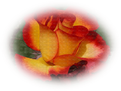 patymirabelle fleurs rose - png gratuito