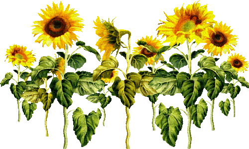 Animated.Sunflowers.Yellow - By KittyKatLuv65 - GIF animé gratuit