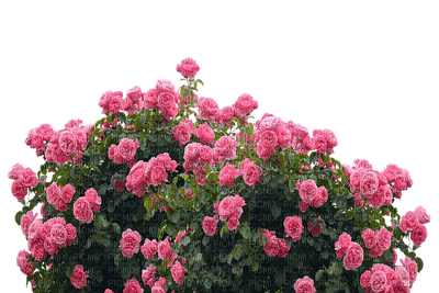 kukka, ruusu, rose - png ฟรี