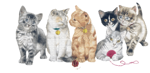 cat chat katze animal tube mignon animals animaux - GIF animado gratis