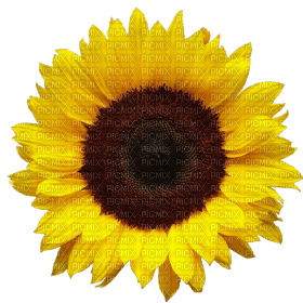 Kaz_Creations Deco Flowers Sunflower Flower - besplatni png