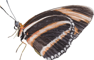 perhonen, butterfly - PNG gratuit