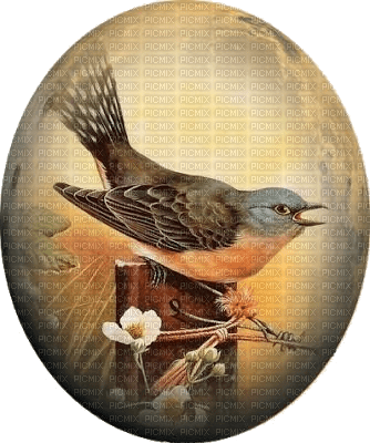Osterei, Vogel, Natur - 無料png