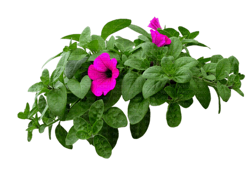fleur hibiscus purple , Pelageya - 免费PNG