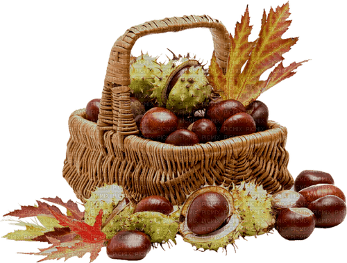 Осенний декор - бесплатно png