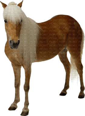 horse katrin - фрее пнг