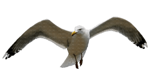 Seagull.White.Gray.Black - Free PNG