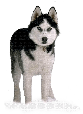 Kaz_Creations Husky Dog - gratis png
