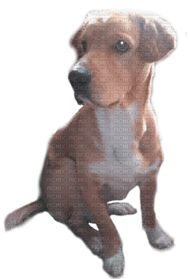 dog by nataliplus - 無料png