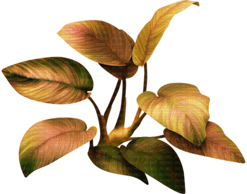 växt- höst---plant autumn - png grátis