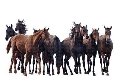 hästar - png gratis