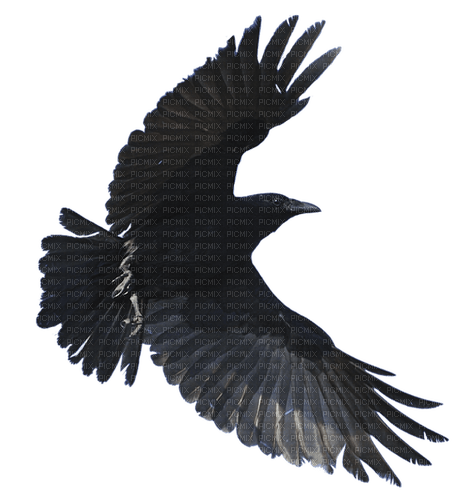 Raven - Free PNG