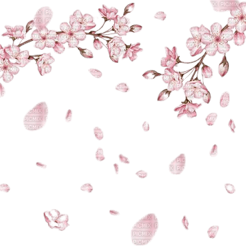 sakura flowers border - ücretsiz png