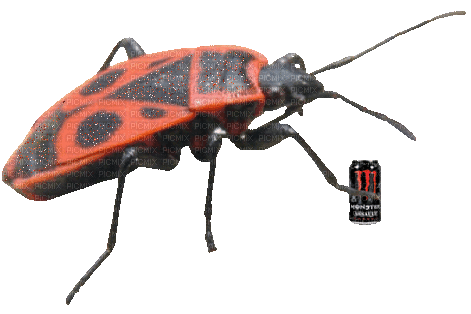 european firebug - Безплатен анимиран GIF