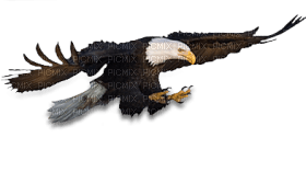 Kaz_Creations Eagle Bird - png gratis