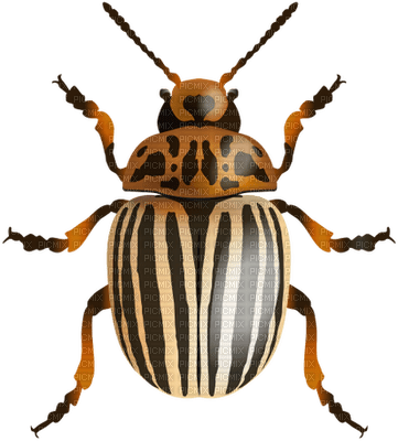 beetle - png gratis
