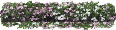 Pflanze - Безплатен анимиран GIF