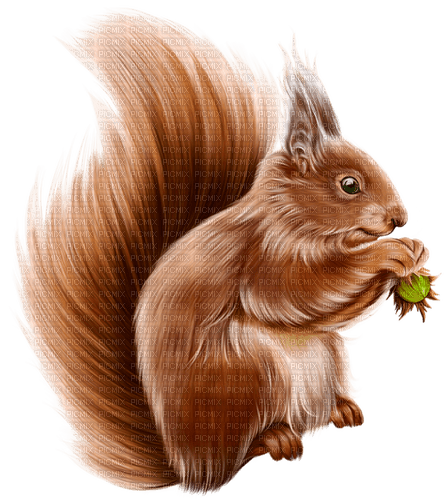 Squirrel.Brown.White - zdarma png