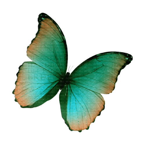butterfly  Bb2 - png gratuito