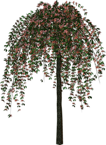 spring tree - 免费PNG