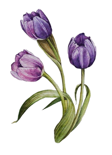 Tulpen, drei, lila - δωρεάν png