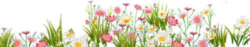 grass flower - бесплатно png