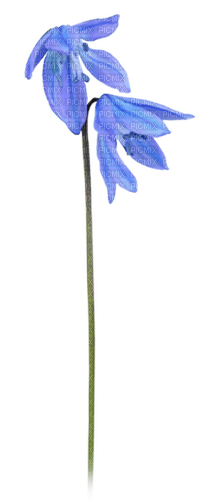 flores azules dubravka4 - png gratuito