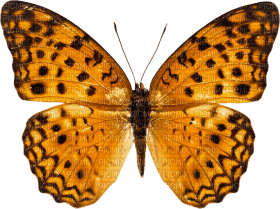 Kaz_Creations Butterfly - ilmainen png