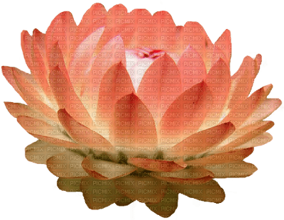 lotus flowers bp - PNG gratuit