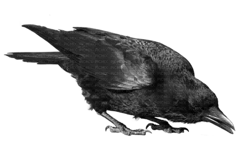 corbeau - png grátis