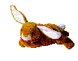bunny plushie - Gratis animeret GIF