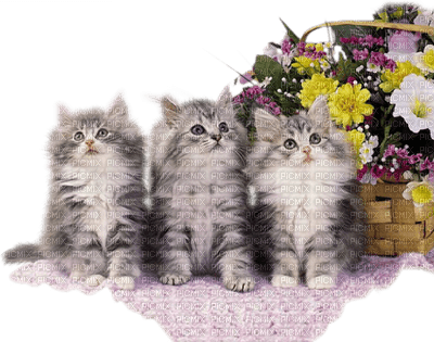 Kaz_Creations Cats Kittens Cat Kitten - kostenlos png