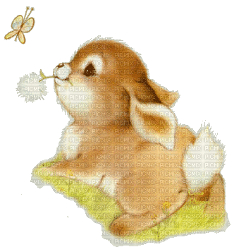 petit lapin - Безплатен анимиран GIF