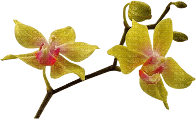 flowers - δωρεάν png