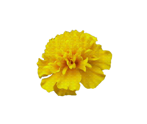 Marigold Flower - darmowe png
