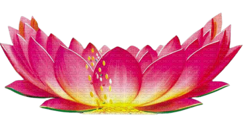 water lily - PNG gratuit