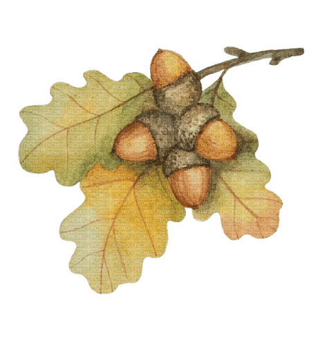 Herbst, Eichenblatt, Eicheln, Autumn - PNG gratuit