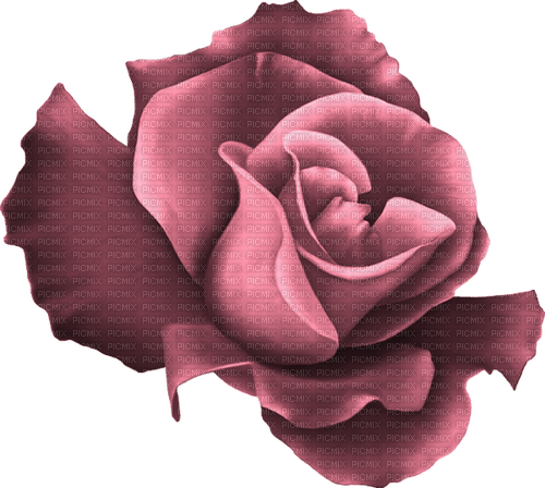 kikkapink pink rose flower deco - png gratuito