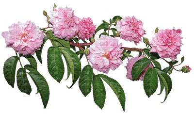 kukka fleur flower - δωρεάν png