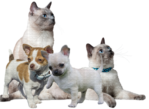 Chihuahua/Poes - Free PNG