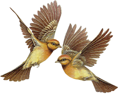 Pássaros - 無料のアニメーション GIF