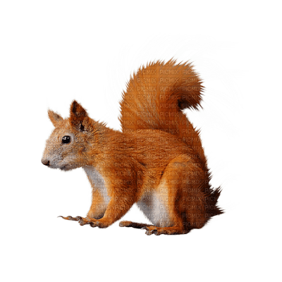 écureuil - PNG gratuit