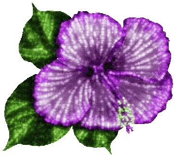 Animated.Flower.Purple - By KittyKatLuv65 - Kostenlose animierte GIFs