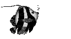 aze poisson black blanc White - GIF animasi gratis