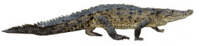 Kaz_Creations Crocodile Alligator - zadarmo png
