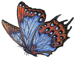 butterfly - Free animated GIF