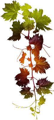gren- blad ---branch leaf - PNG gratuit